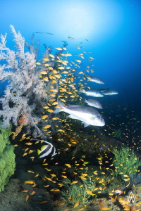 Sitting hidden at 42m, Atlantis reef must be one of the m... by Allen Walker 